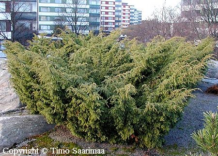 Juniperus communis 'Lotta Svrd', suppilokataja